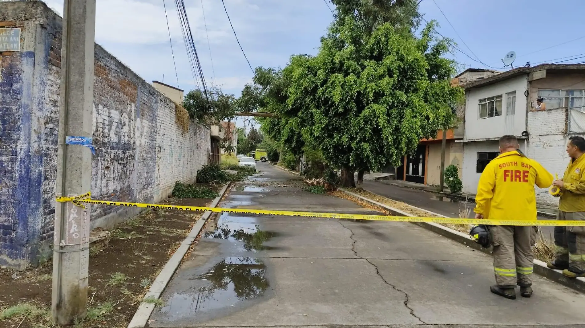 Árbol caído en Morelia